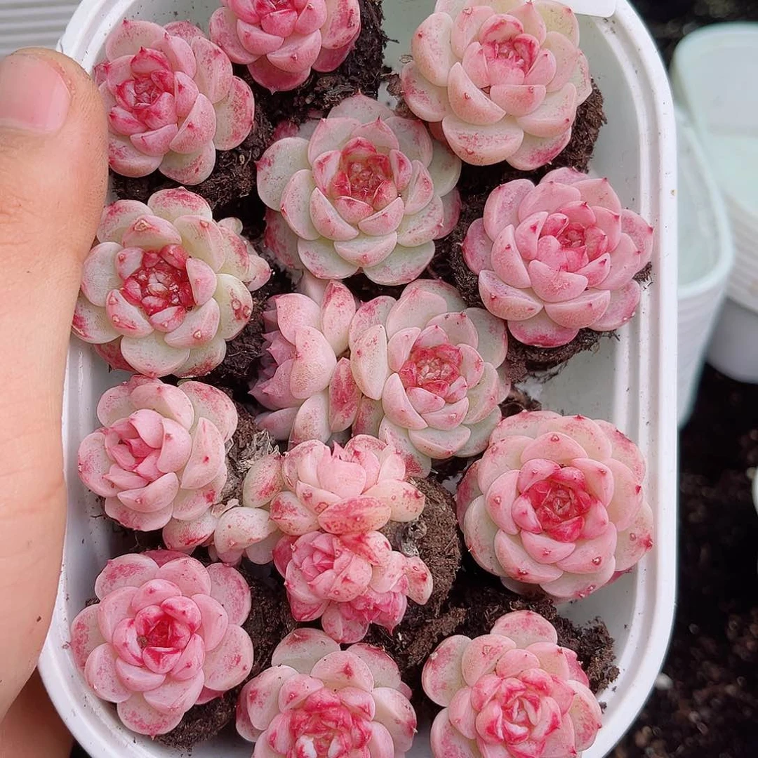 1-378 新疆西藏内蒙不发12.8包邮多肉