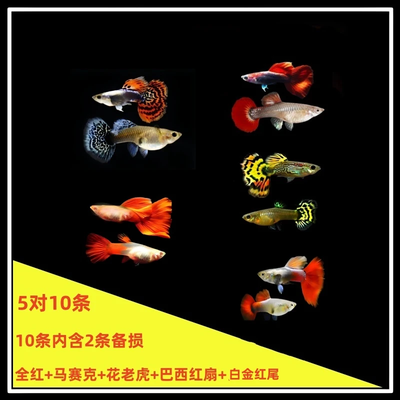 孔雀鱼全家福小型热带观赏鱼可生小鱼2 - 3厘米好养易活