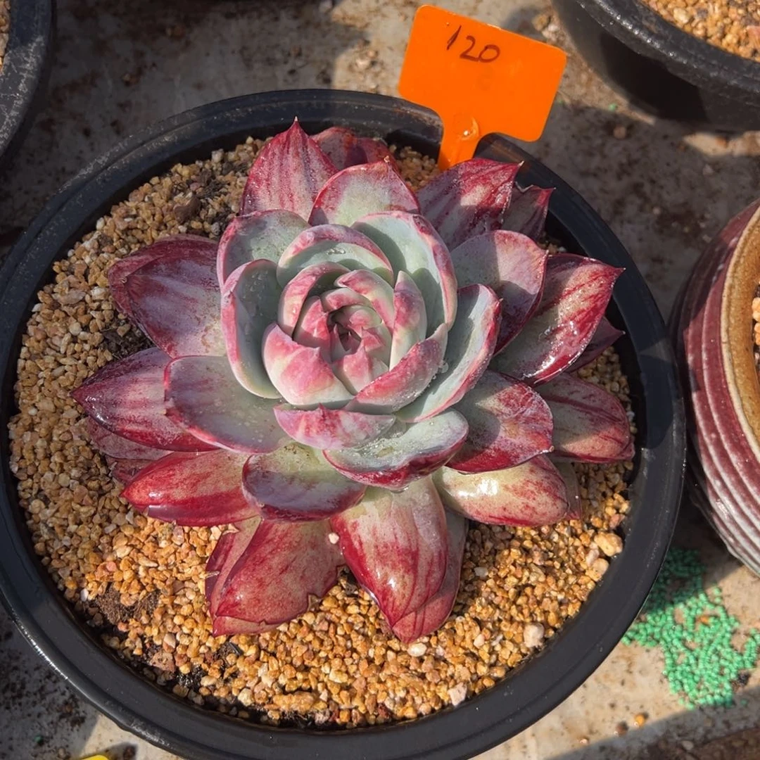 120惊鸿仙子夏鸣园艺