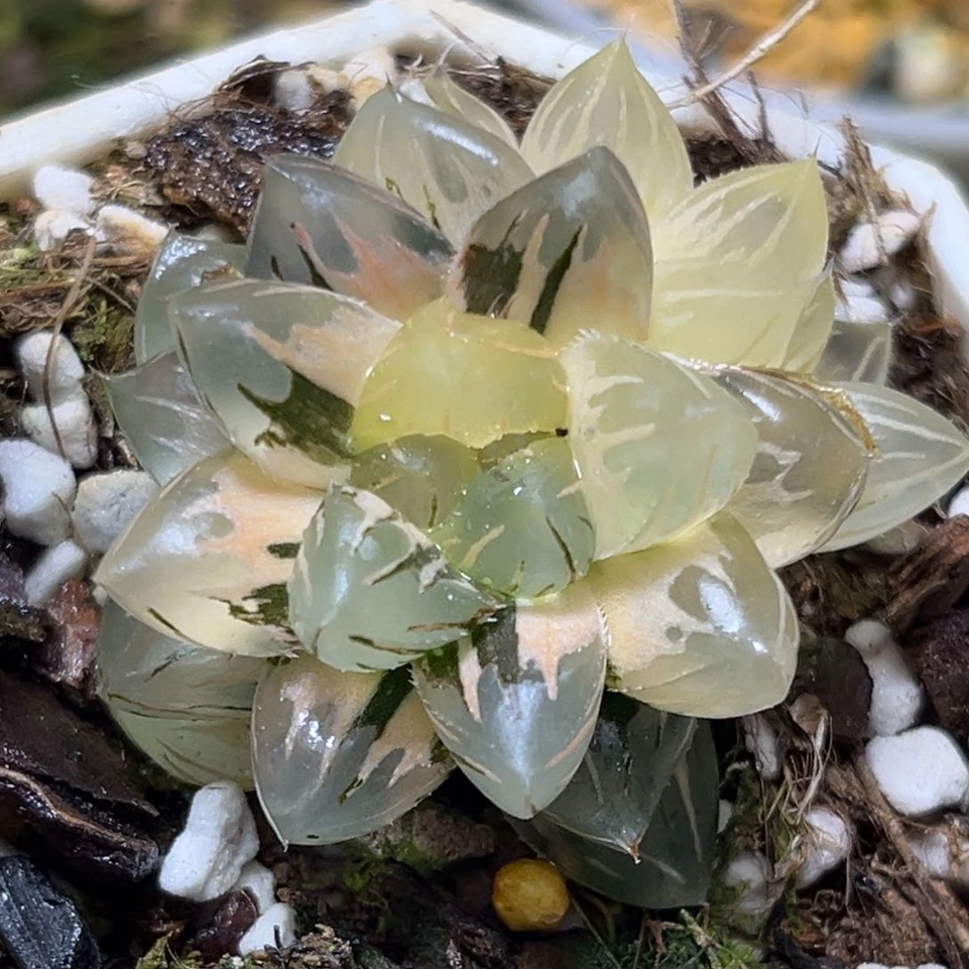 恭喜发财大吉大利791