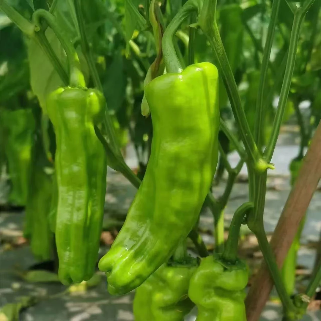 河南露天青椒虎皮辣椒农家自种微辣现摘现发5斤