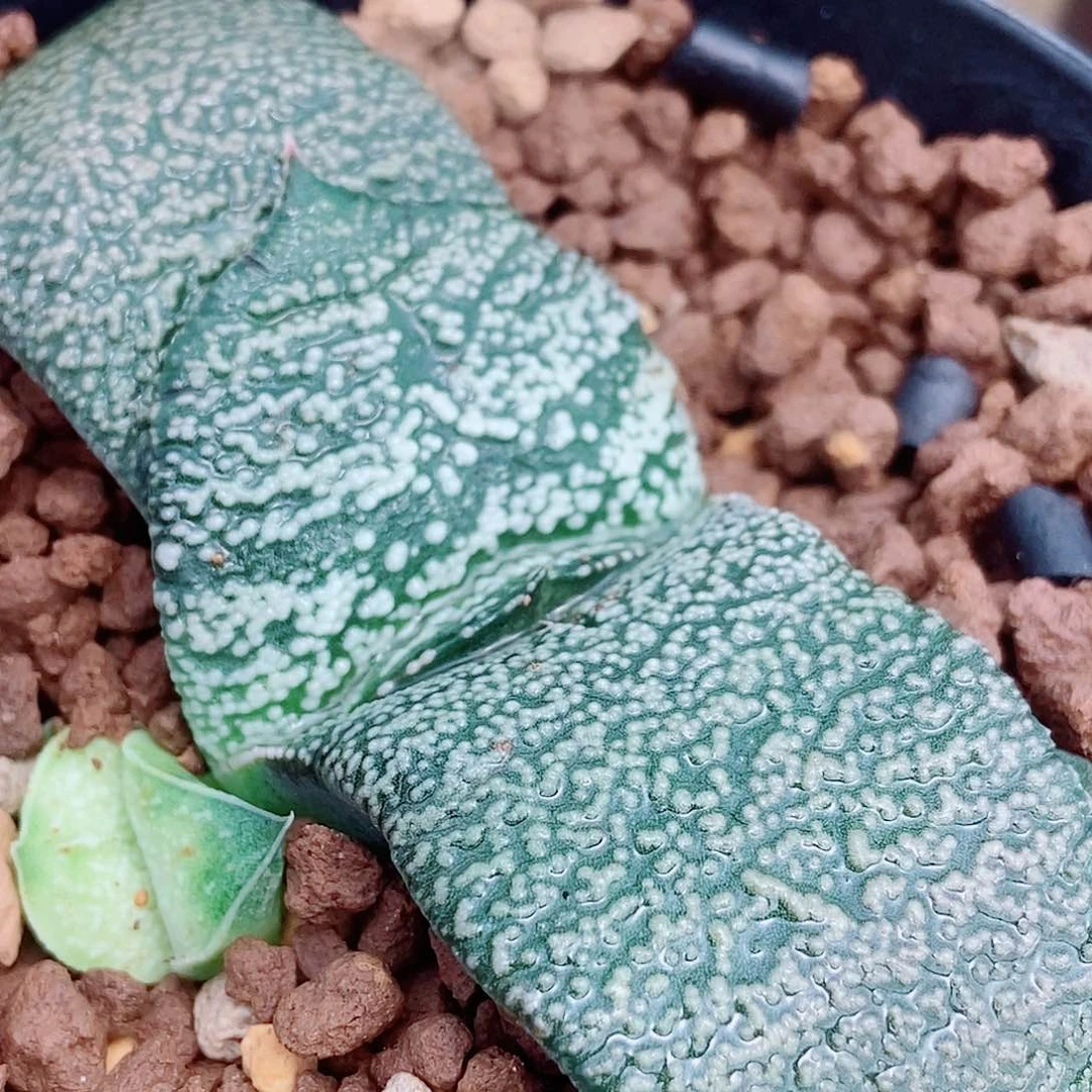 475卧牛实生大颗粒珍珠釉带盆发货