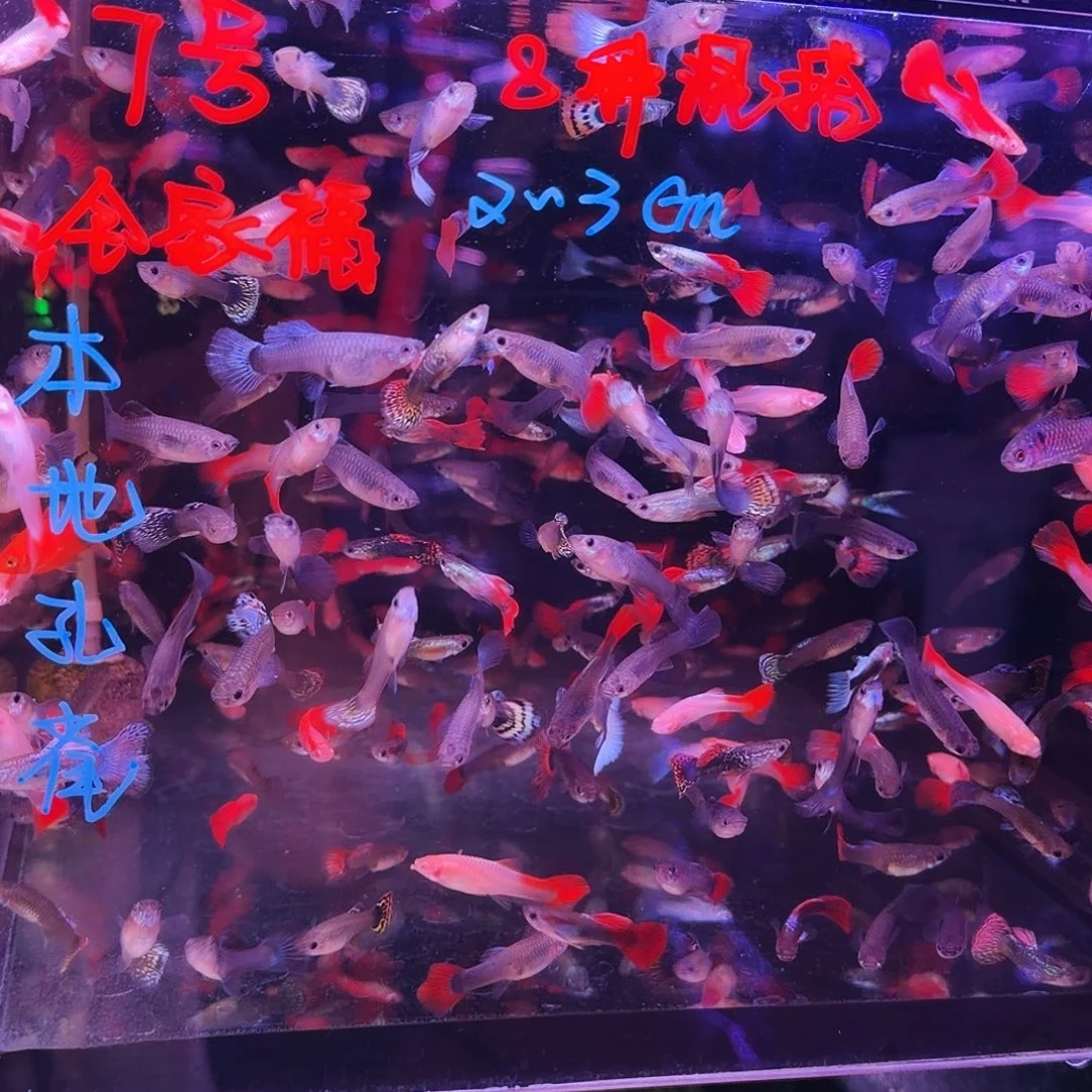 孔雀鱼颜色随机全家福30条(21条送9条备损)