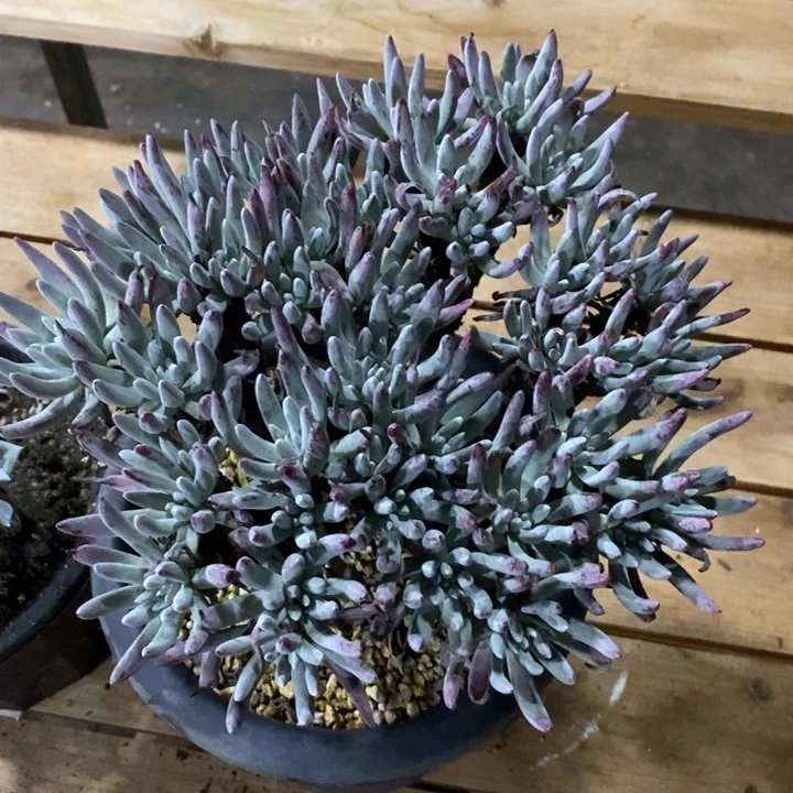 爱杜丽丝老桩 美乐多