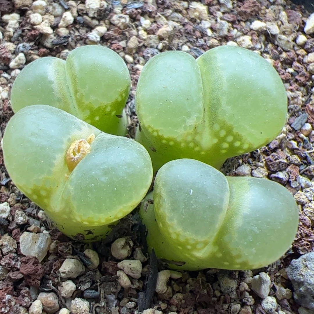 大家过年好22465