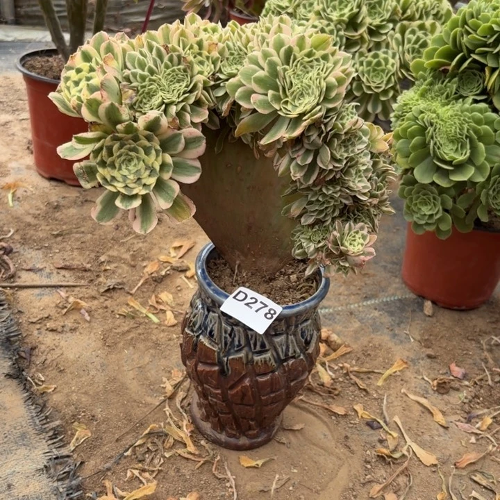 迈巴赫缀多肉植物不包损278