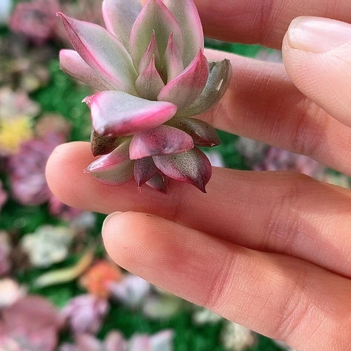 野马锦一物一拍，