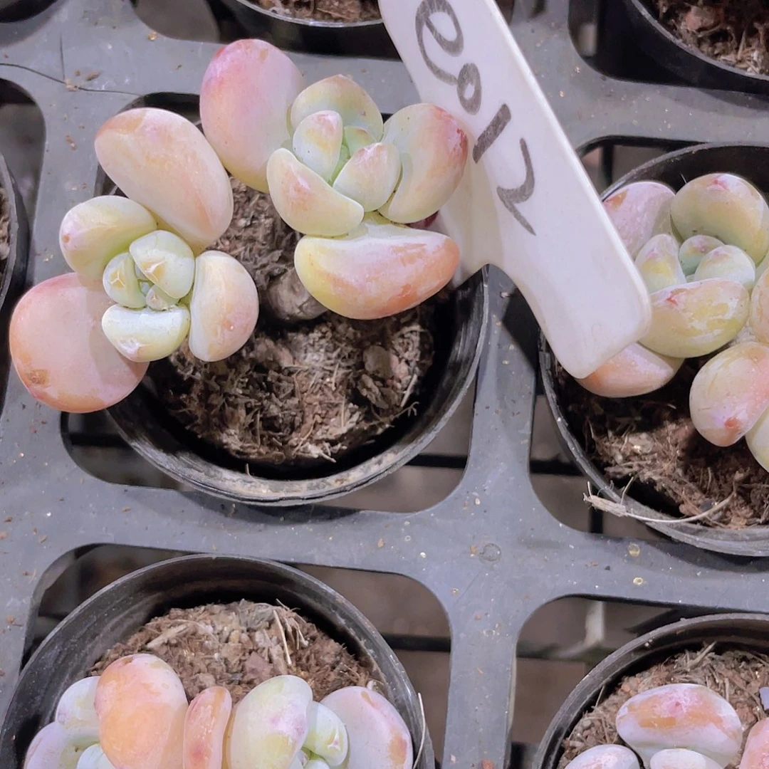 毛***逗冷香e012一物一拍