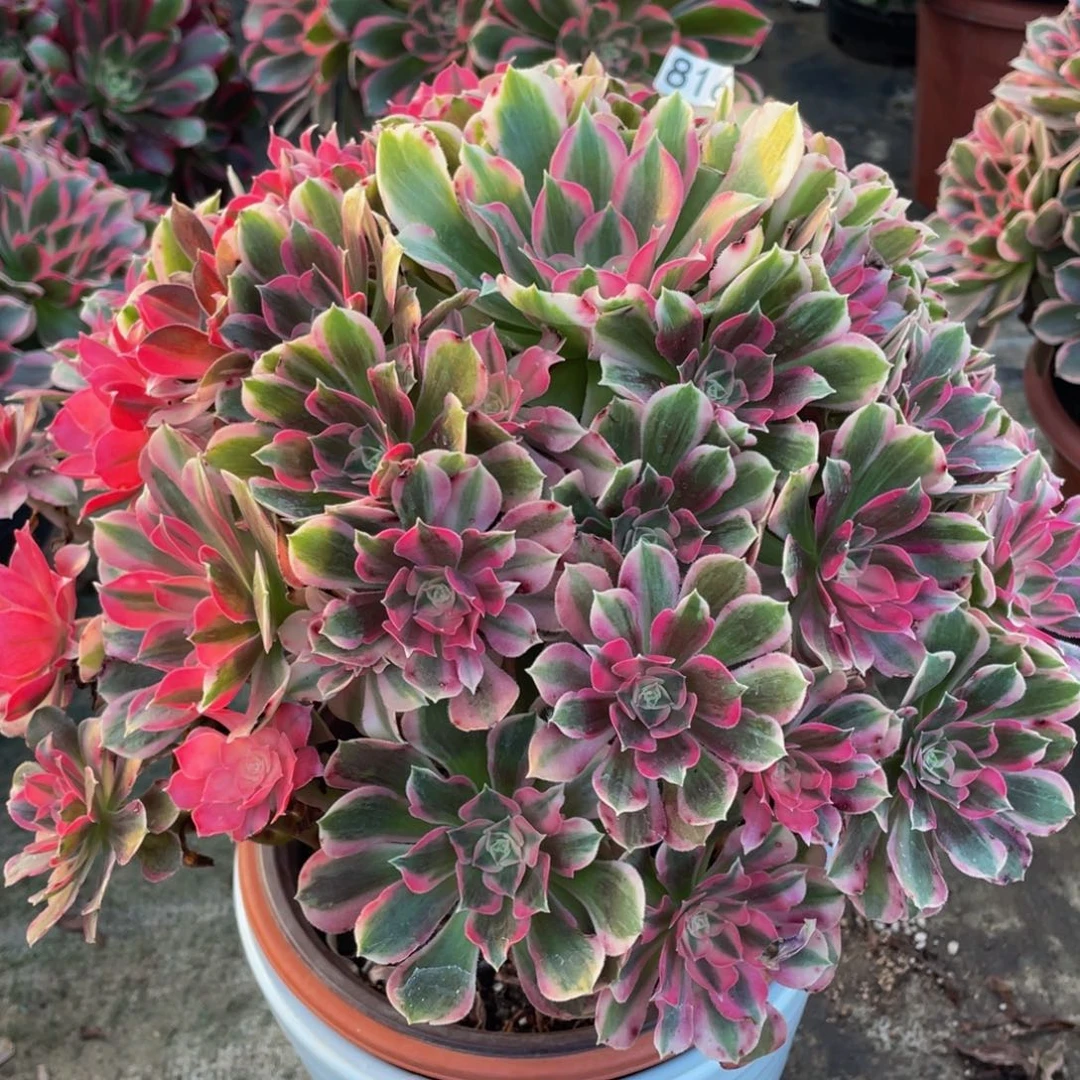 970大男神精品法师老桩