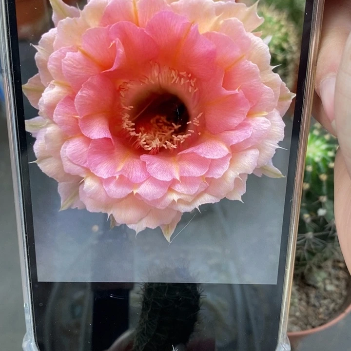 香香40号侧芽1.5公分左右