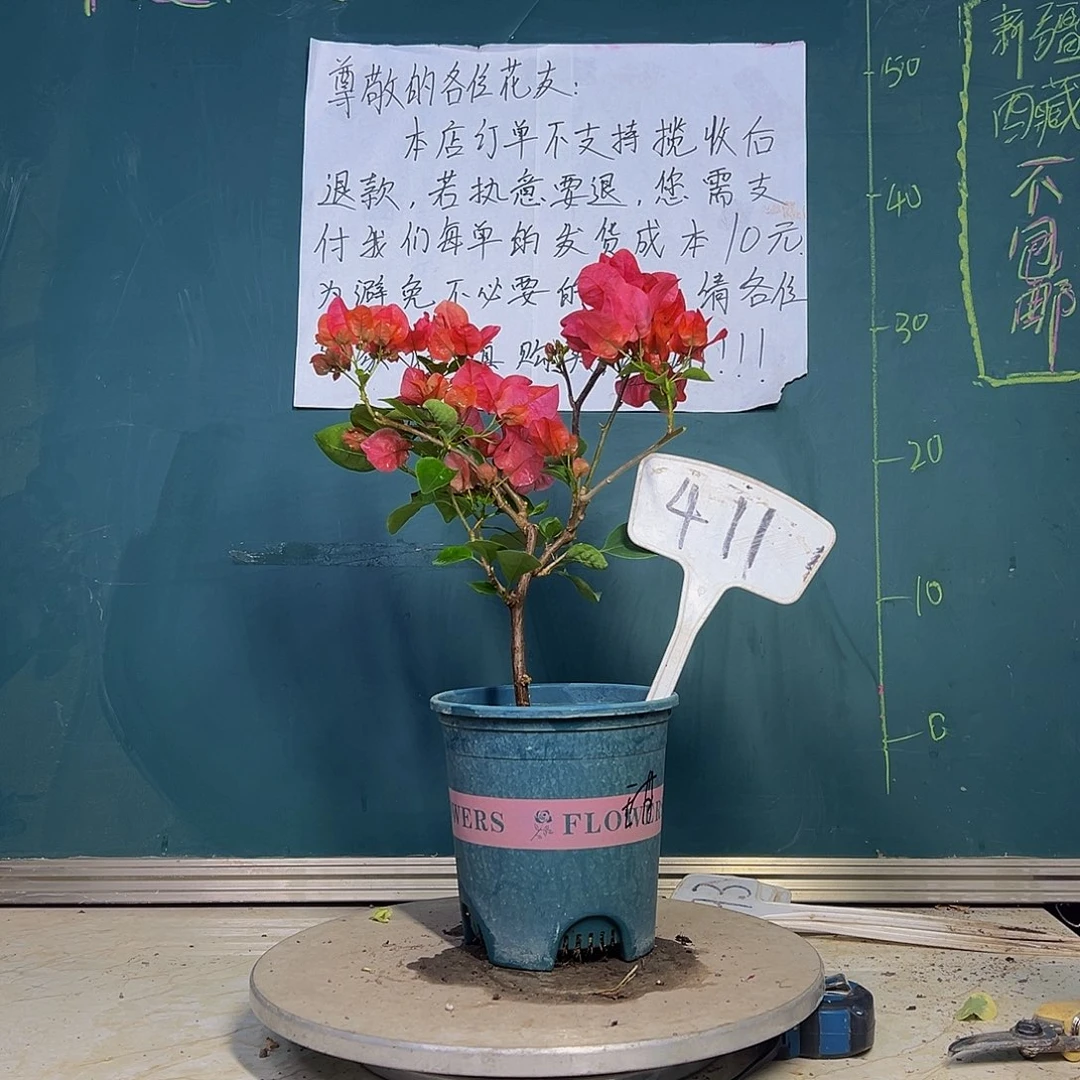 当前无花栽培后可以开花 甜西瓜  411
