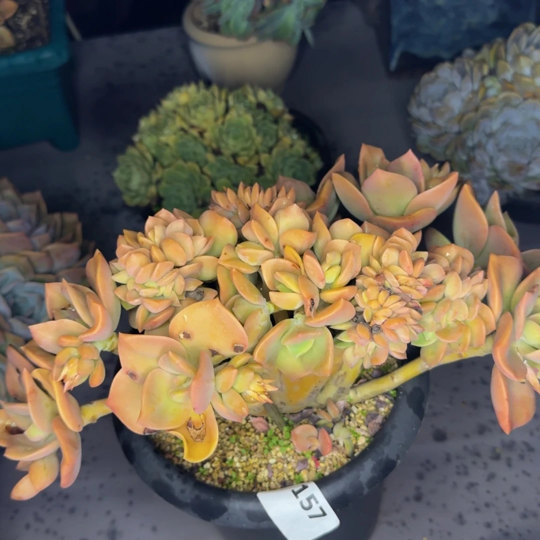 157贺氏带缀肉肉肉肉肉肉肉