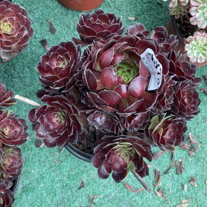 373号精品法师黑寡妇