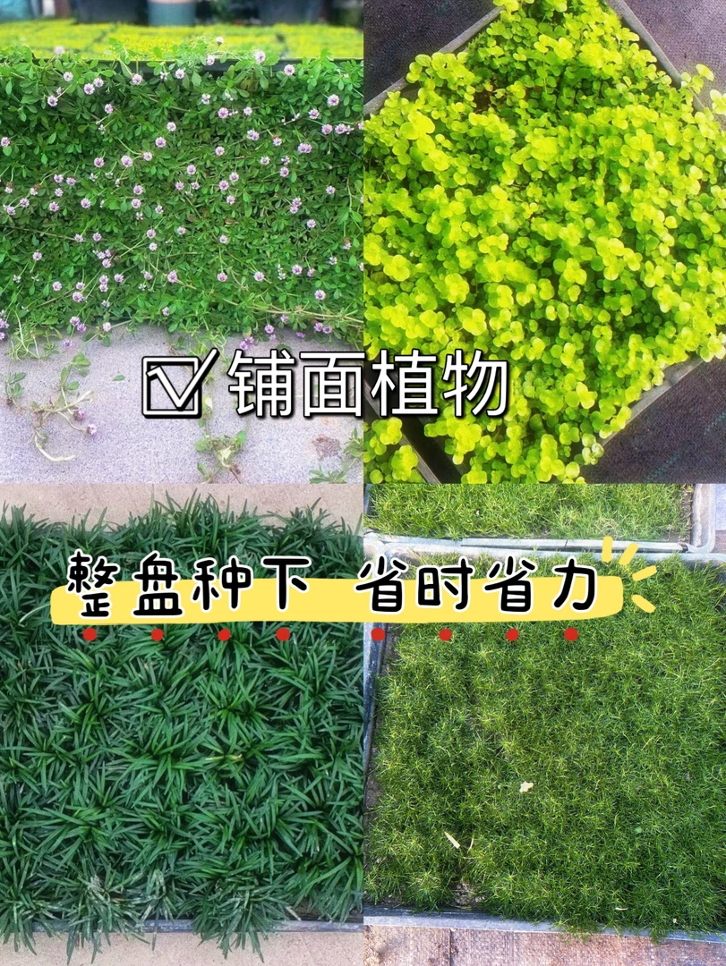 四季常绿园艺铺面地栽花园花镜方盘绿化盆栽玉龙草珍珠草佛甲草