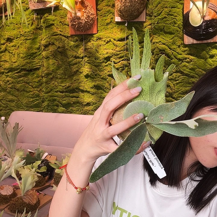 不开花植物Stem ar bulma