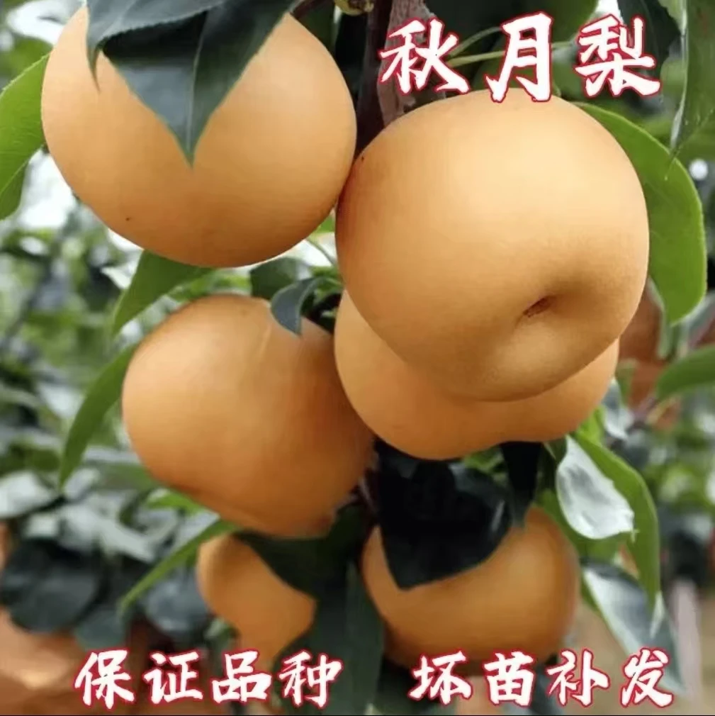 秋月梨树苗嫁接砀山梨树果苗盆栽南北方种地栽翠冠梨子树当年结果