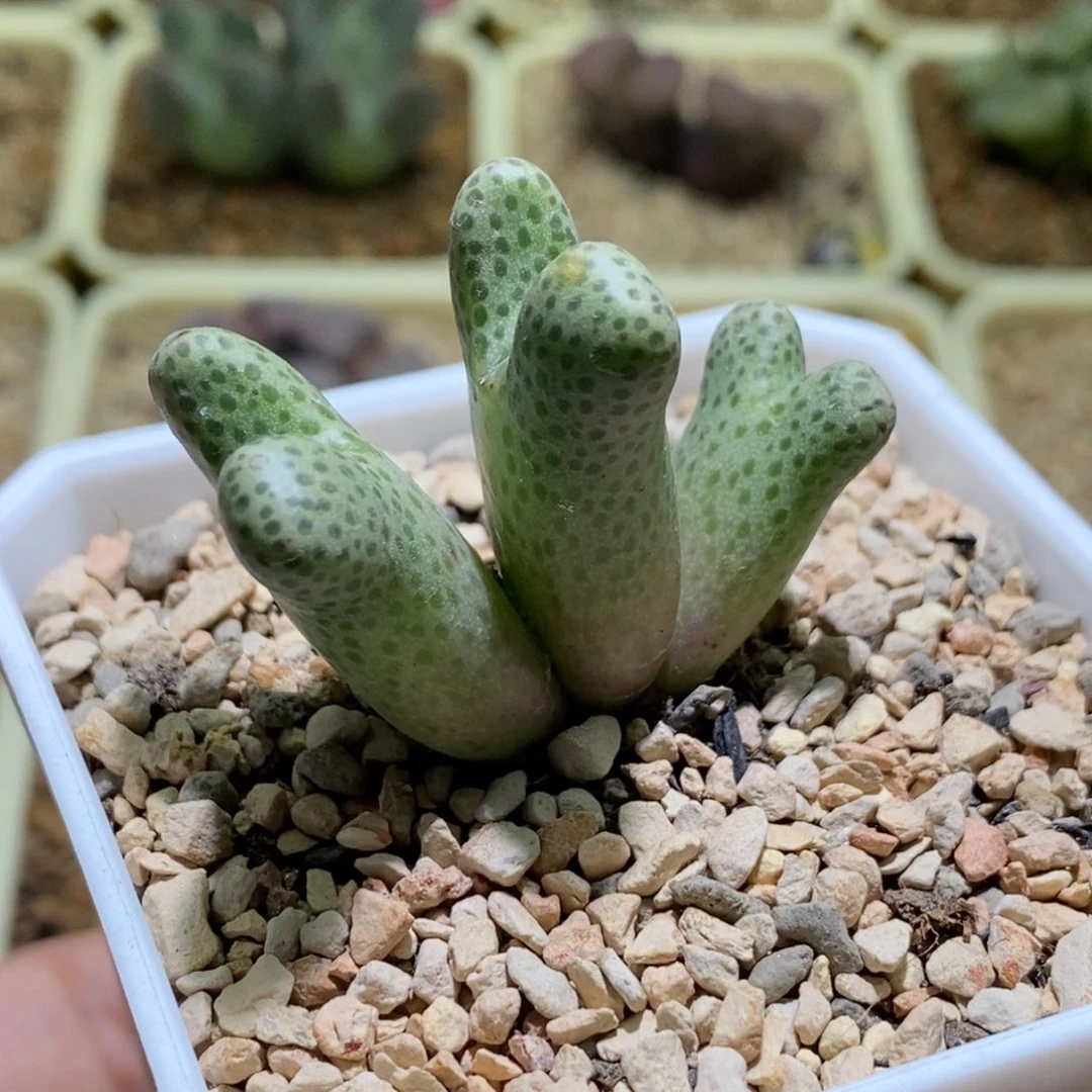 大型955d斑马一颗