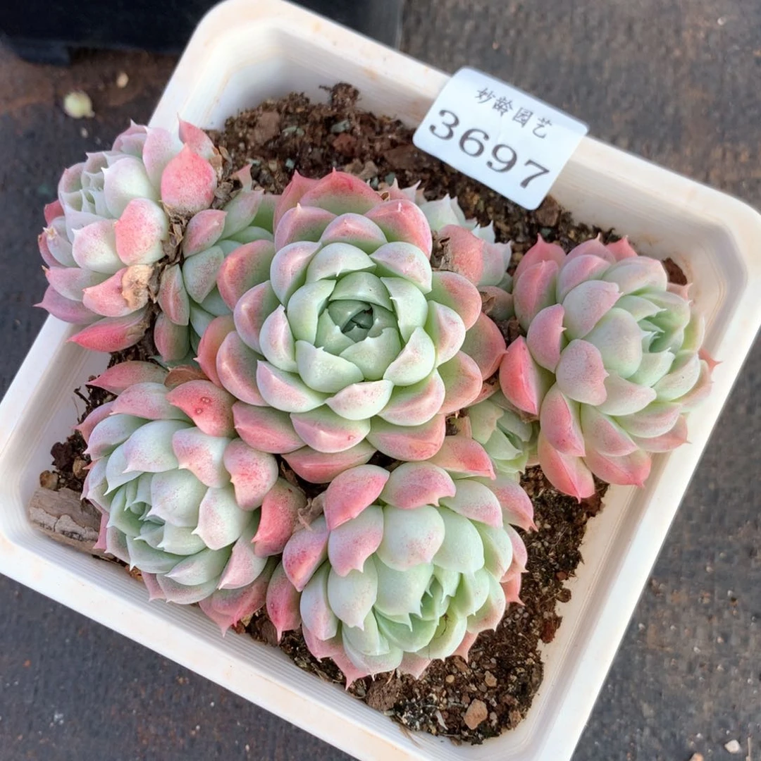 3697杂交多肉植物基地