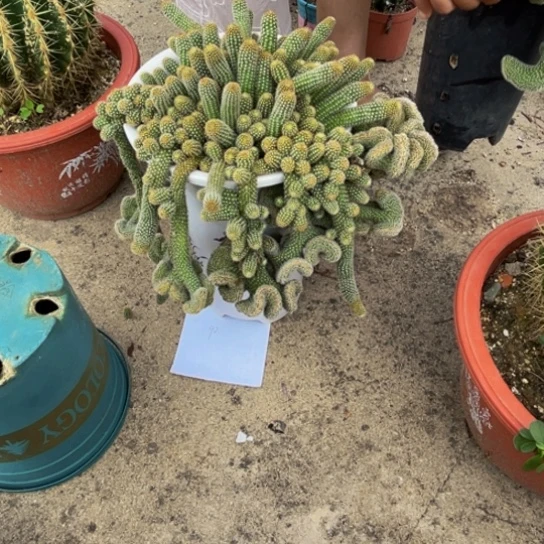 白檀毛毛虫多肉植物
