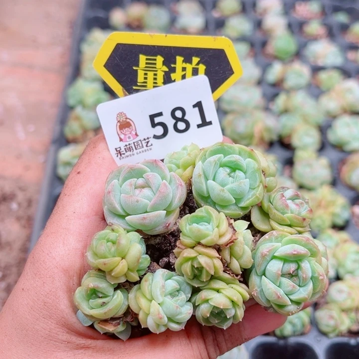 多肉植物多肉植物