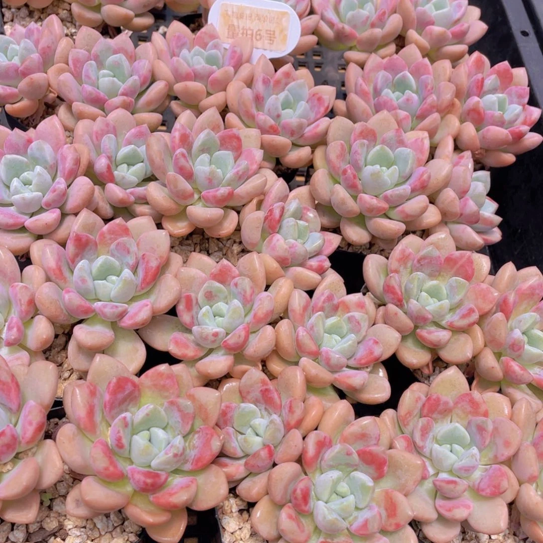 量拍6号 白鹭花斑鹭老桩大双头一个