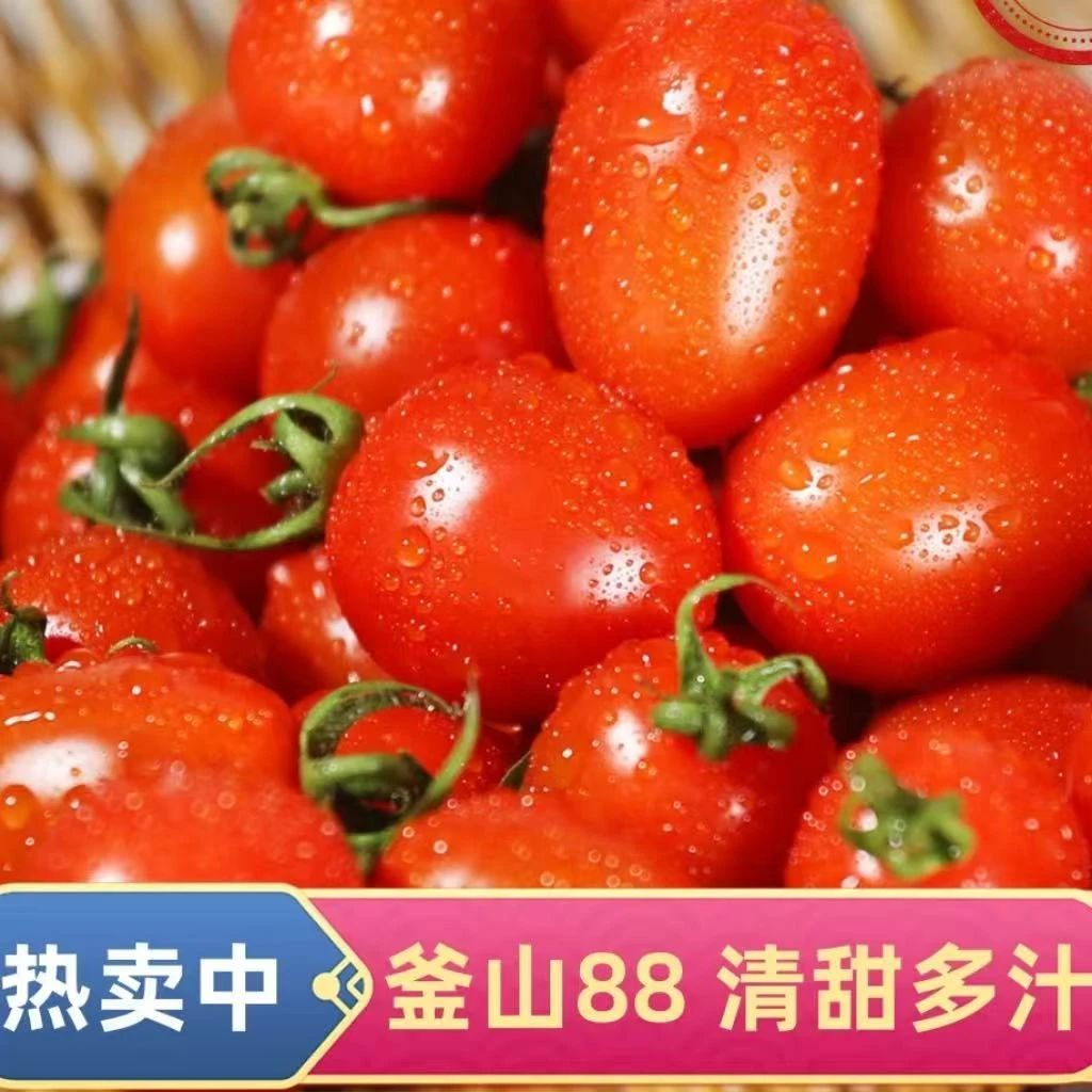 【顺丰/京东快递】釜山88小番茄 好吃爽口 超甜小番茄 2斤/3斤装