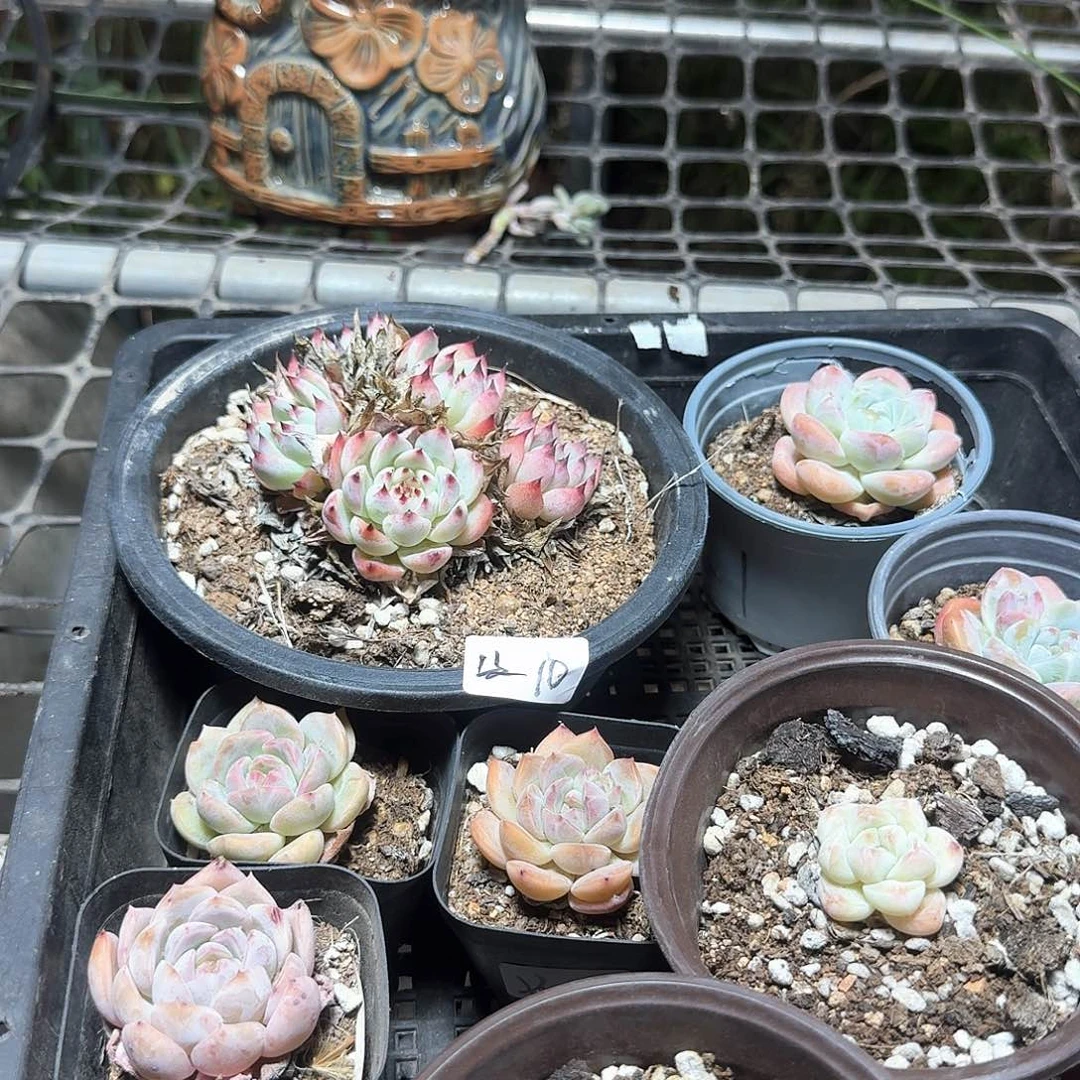 凌**海多肉植物满20包邮