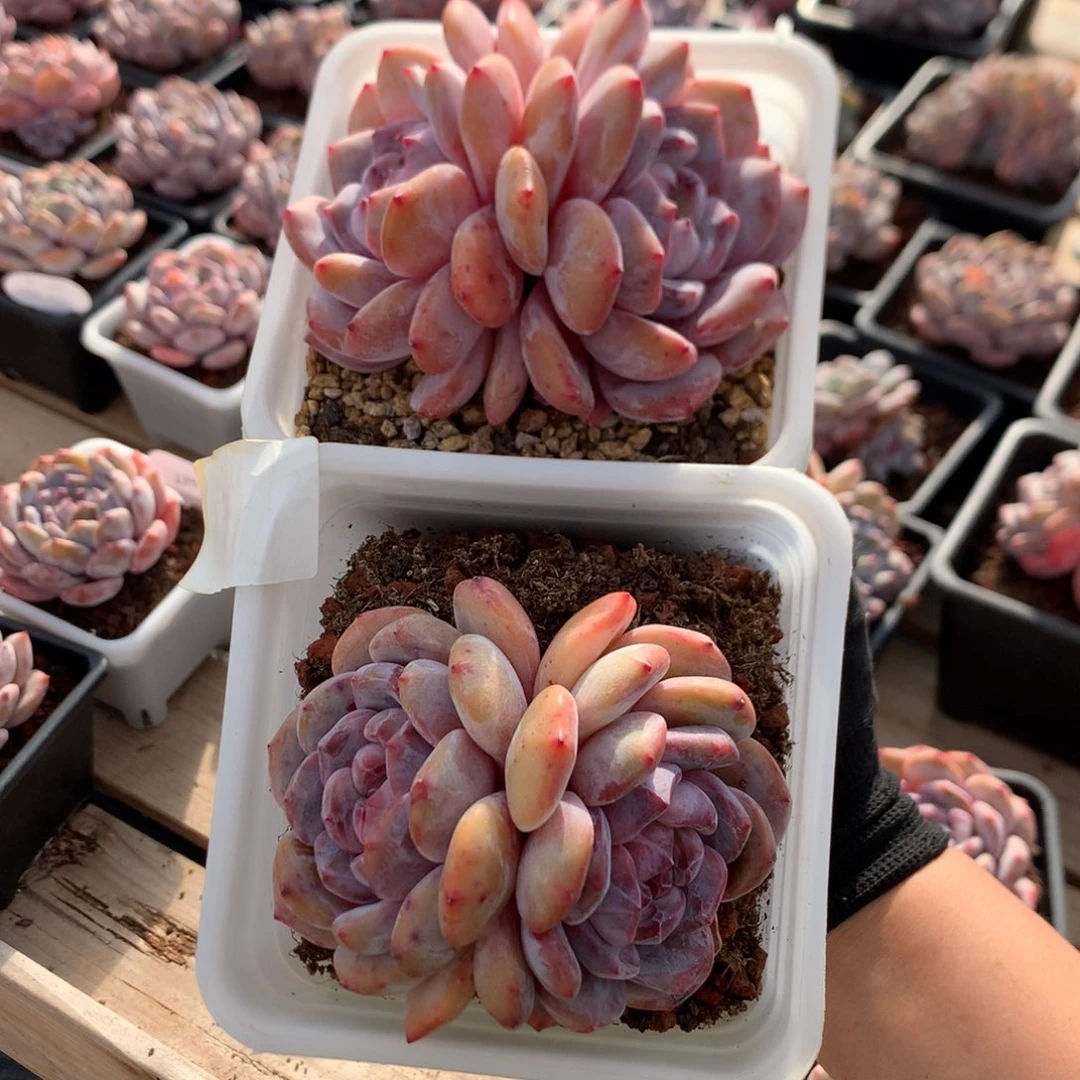 双头溏心石榴籽 两颗 5559