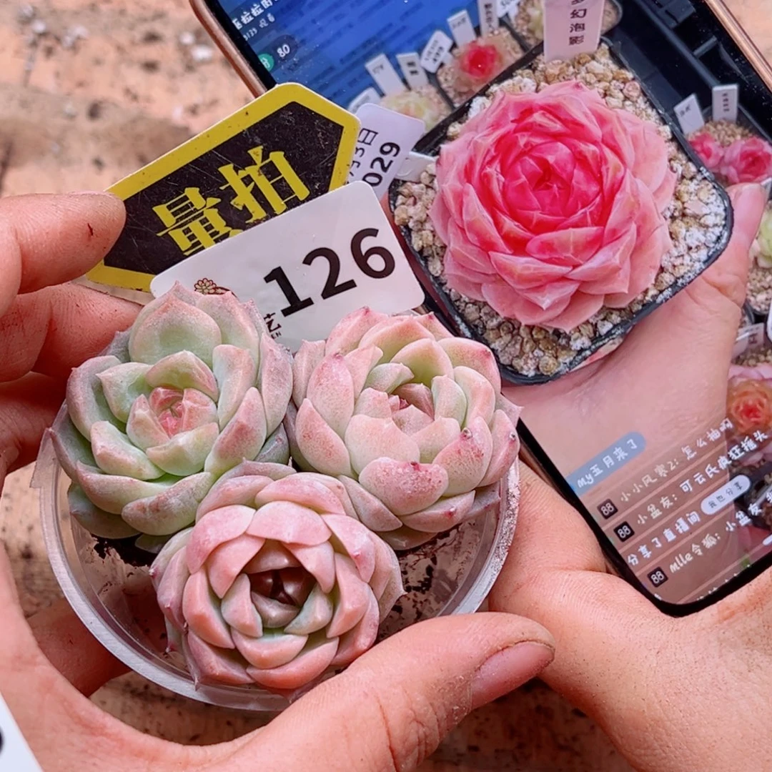多肉植多肉植物的