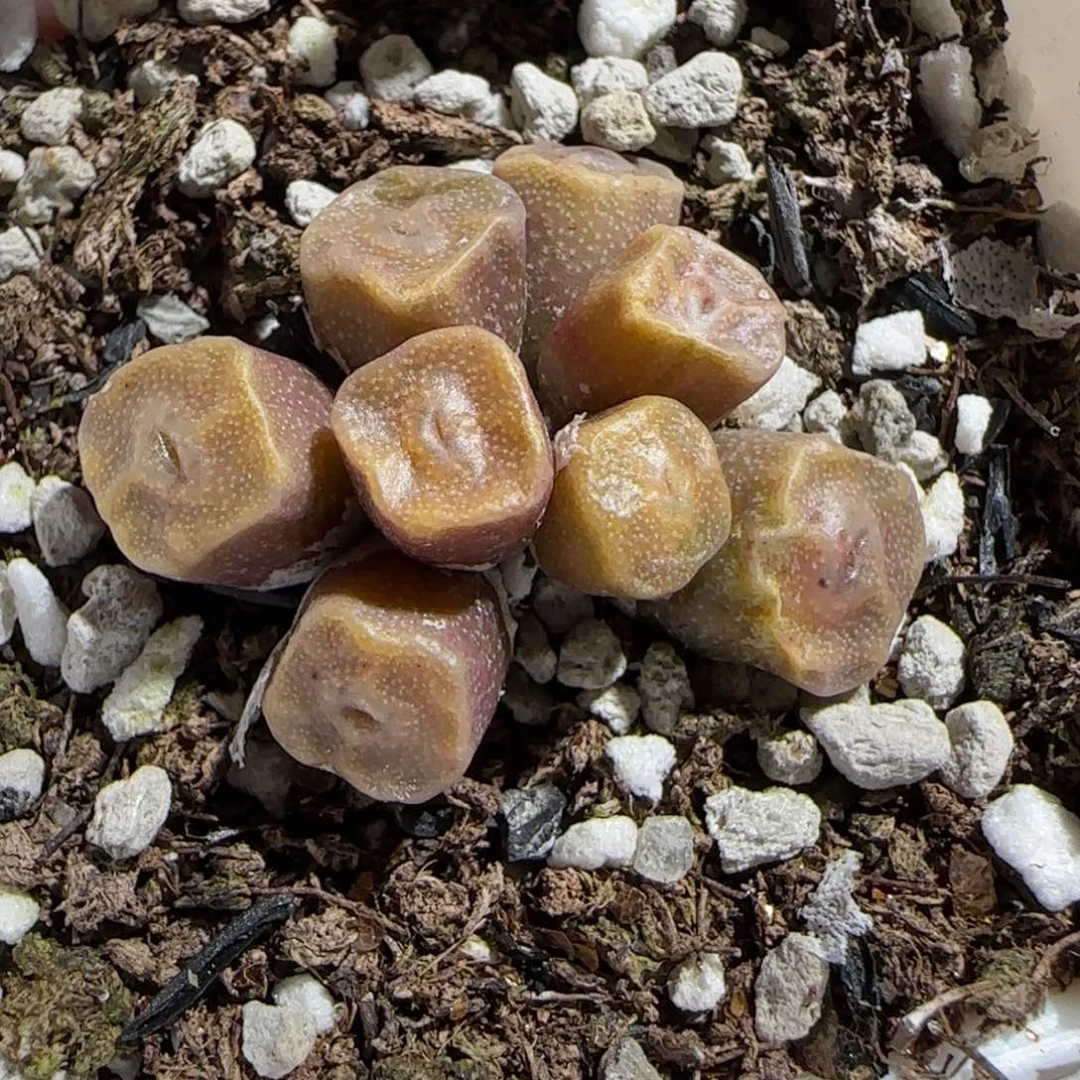 肉锥多肉植物组合-方烧125