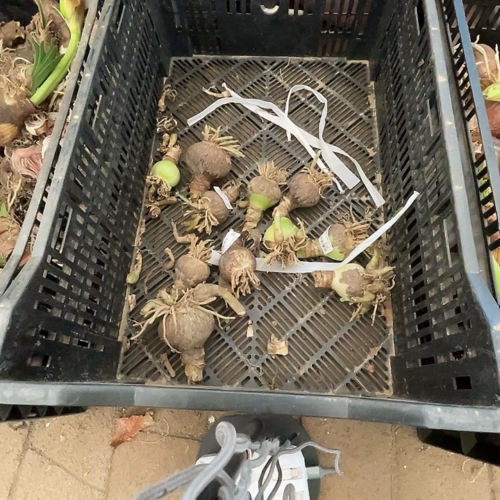 直播间那框诺言4-5一颗