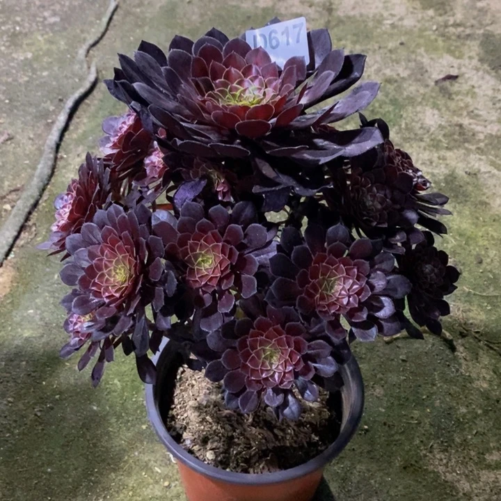 ?*晶铜壶中班多肉617