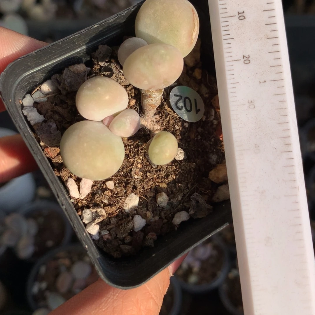 102米可奶酪多肉。