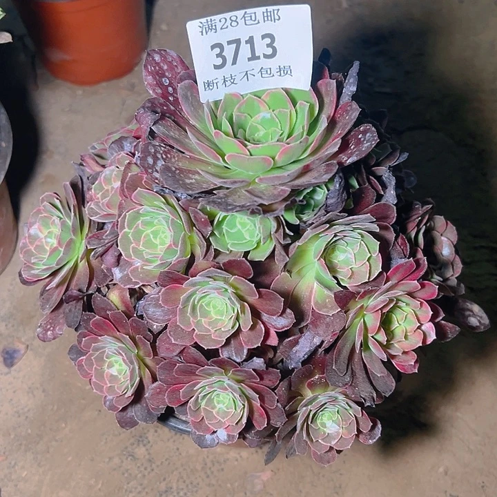 无花朵3713安娜多肉植物