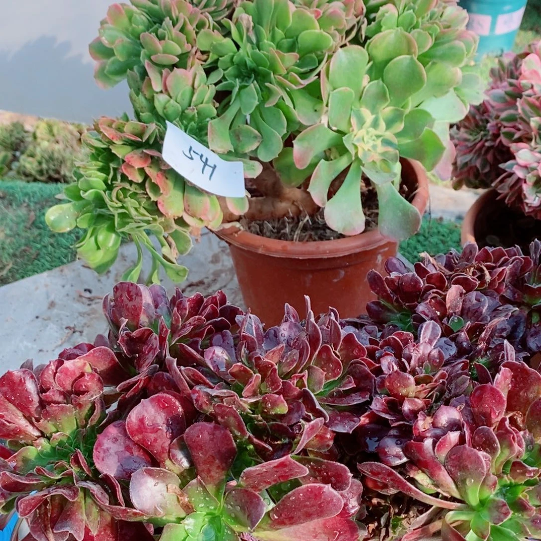 完全开放541号香妃➕欧紫多肉