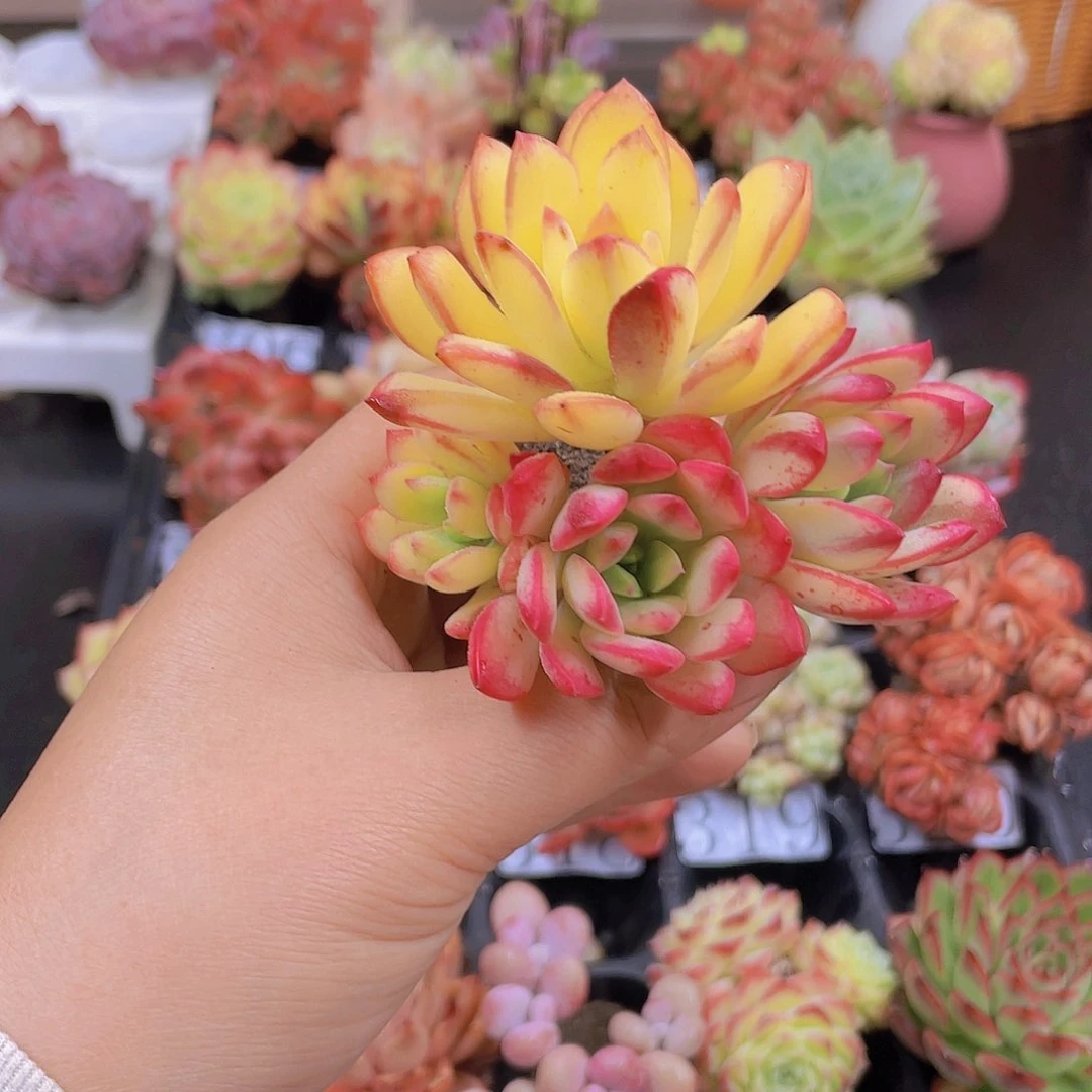 多肉无土栽培多肉植物