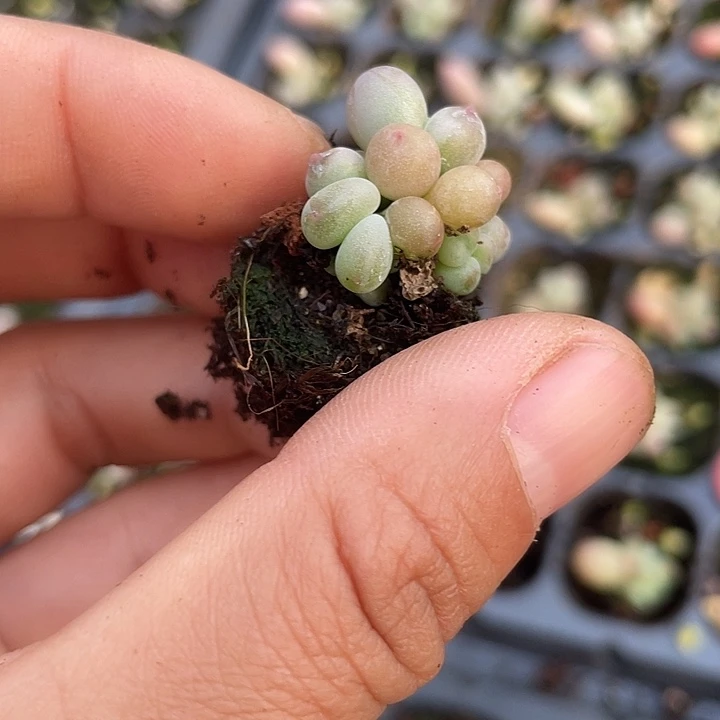 水***尘一我一拍满18包邮