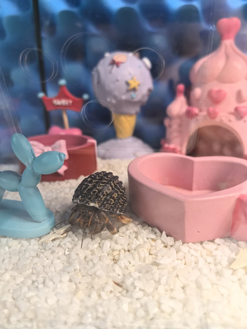 【福利】印尼野生进口寄居蟹懒人宠物观赏蟹陆生爬宠观赏鱼