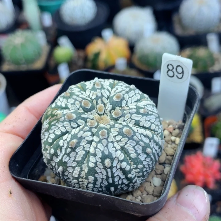 盆5公分满25包邮裸根发货