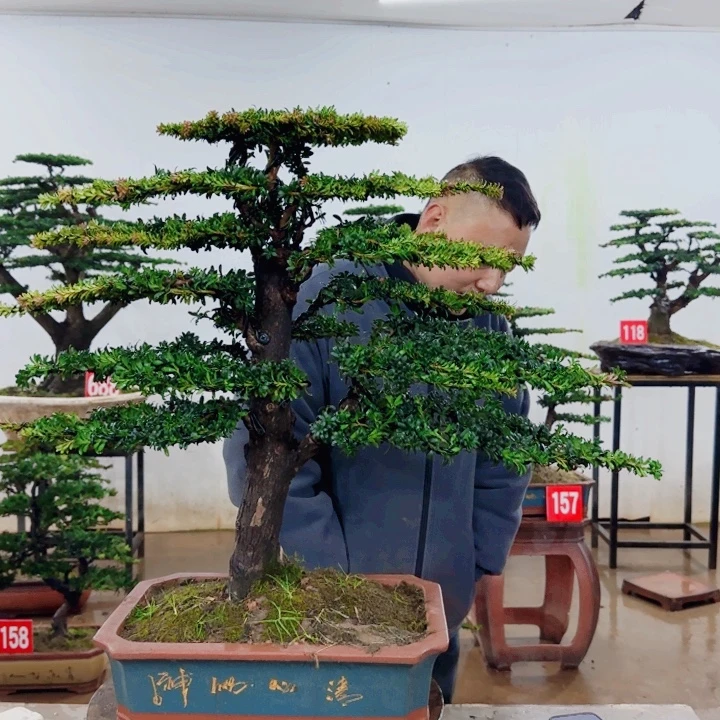 无花朵盆景园林……