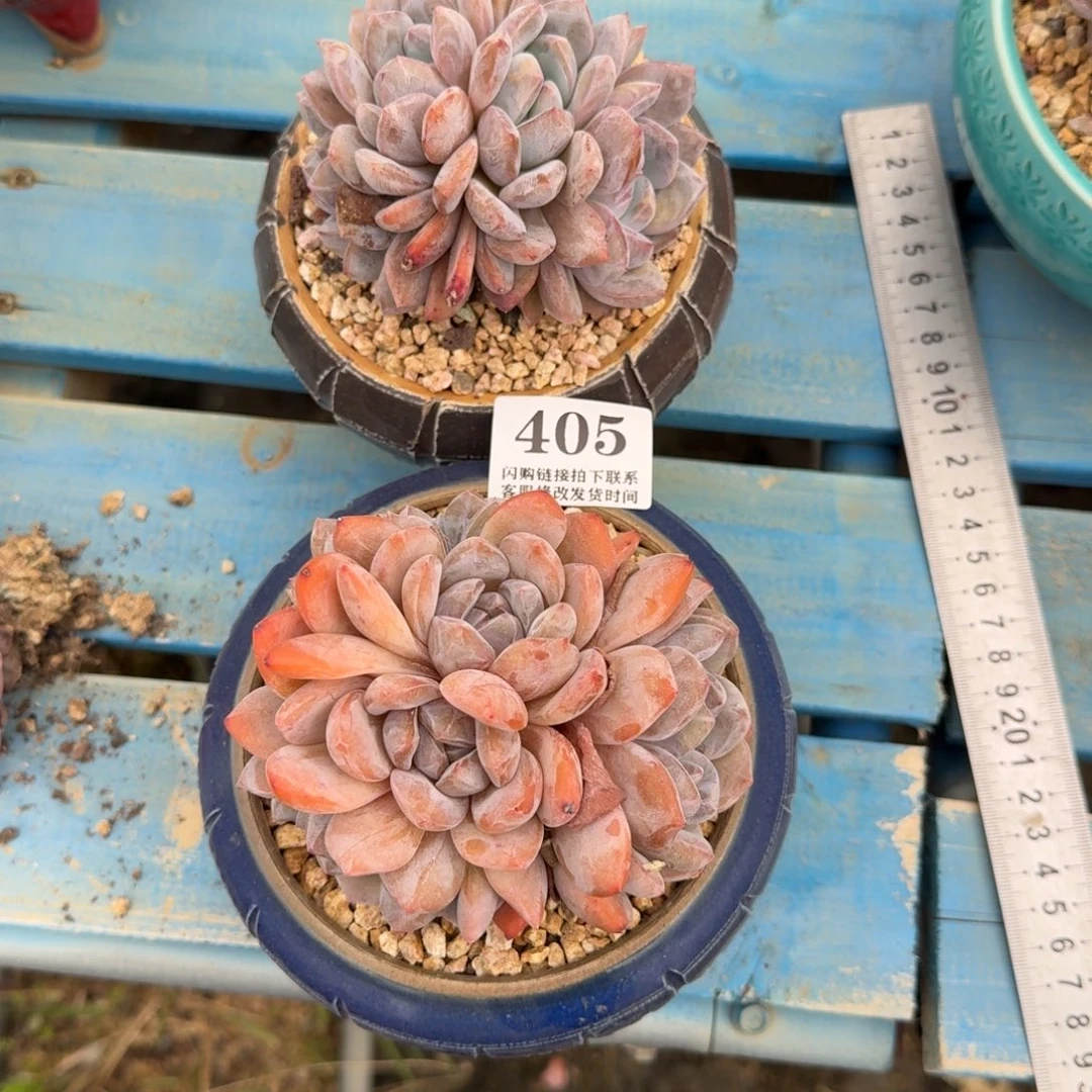 七***号405蒙特2颗无砍10cm左右