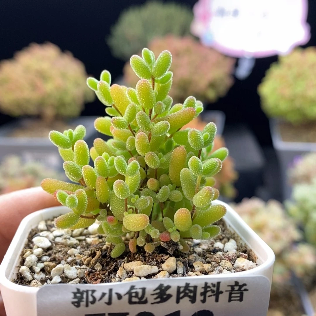 213金橘糖球。
