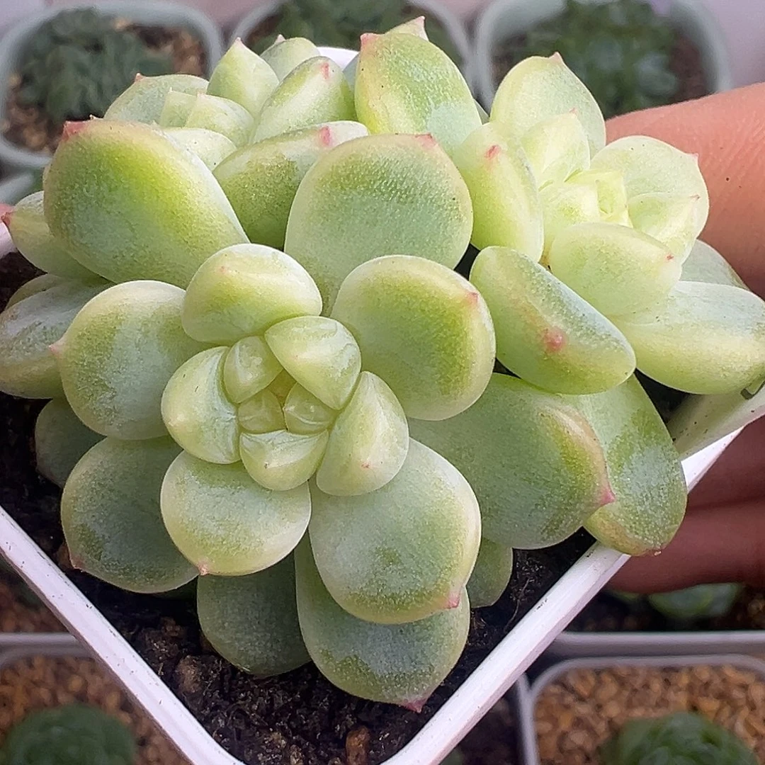 三头1563财富密码