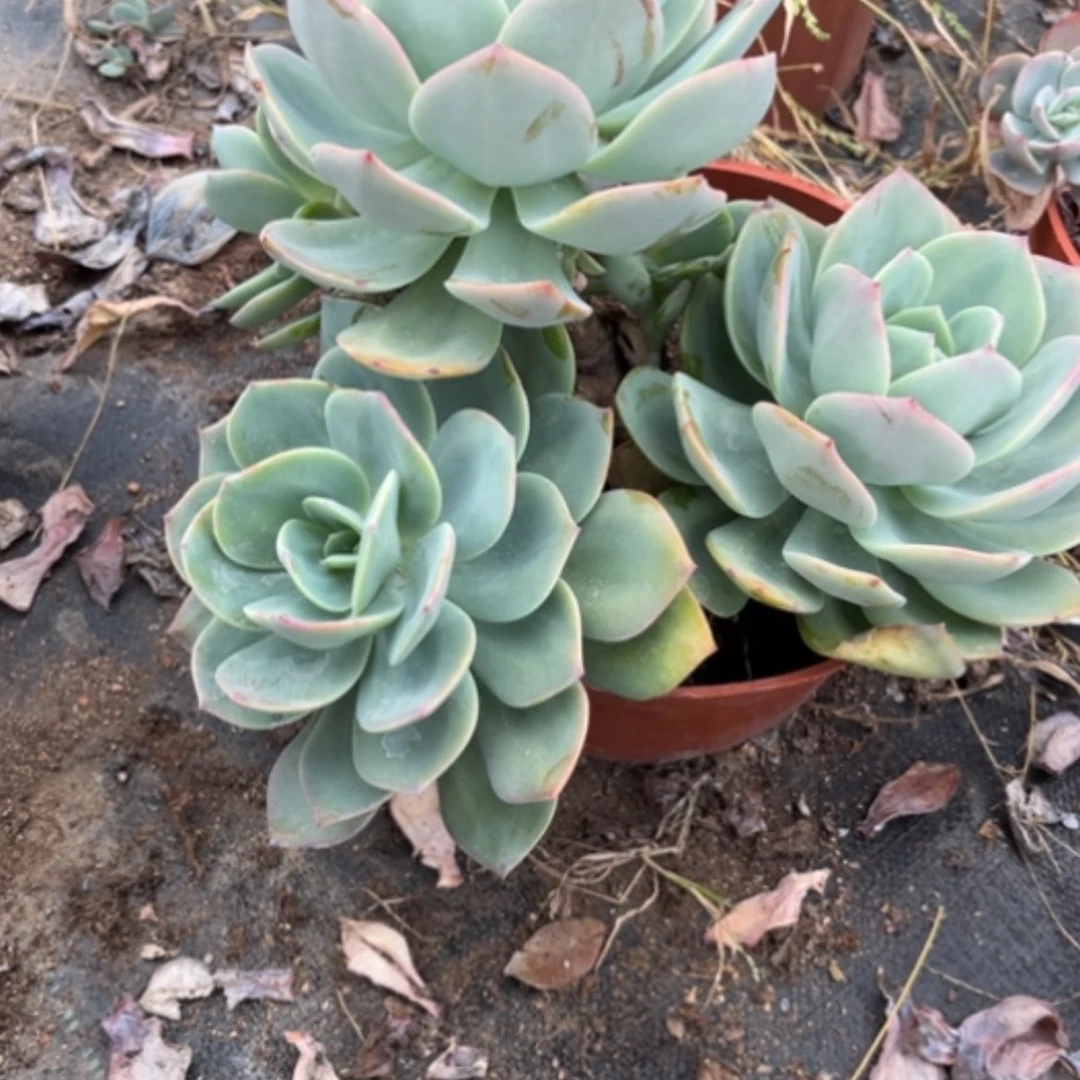 【闪购商品】悠*?白凤