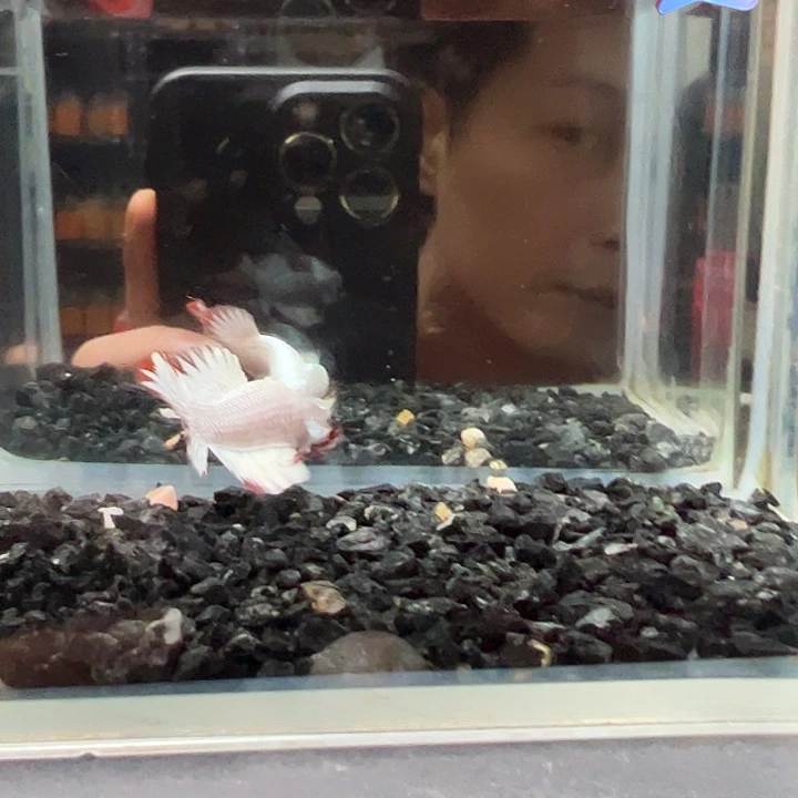 斗鱼跑單拉黑27日6