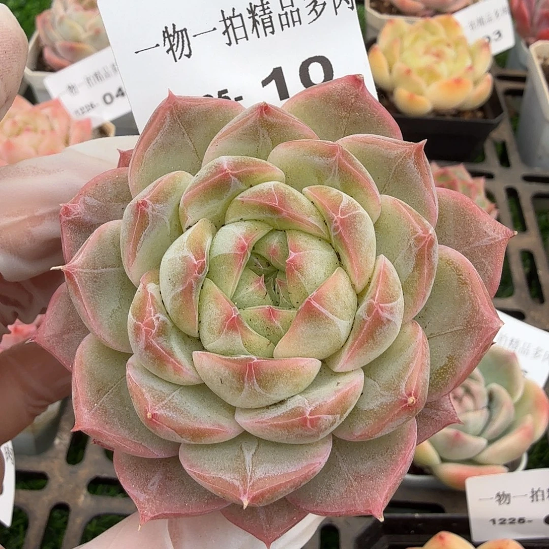 1225-10多肉一物一拍