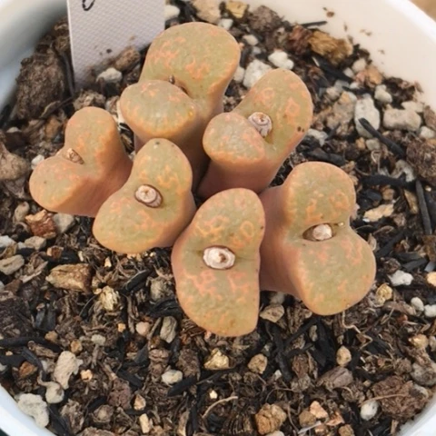 多肉肉锥 泡泡勋章