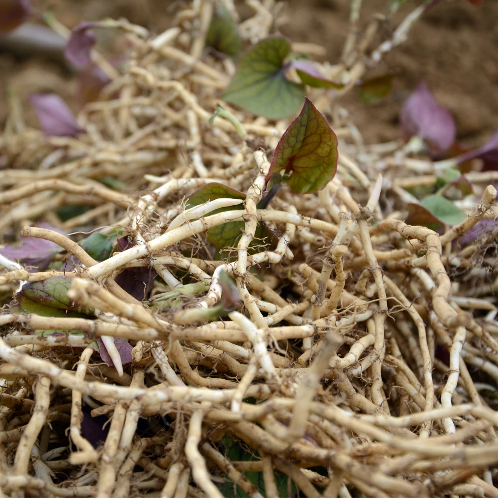 【南方】鱼腥草贵州折耳根新鲜农家种植味道好现挖不洗少量叶芽带泥