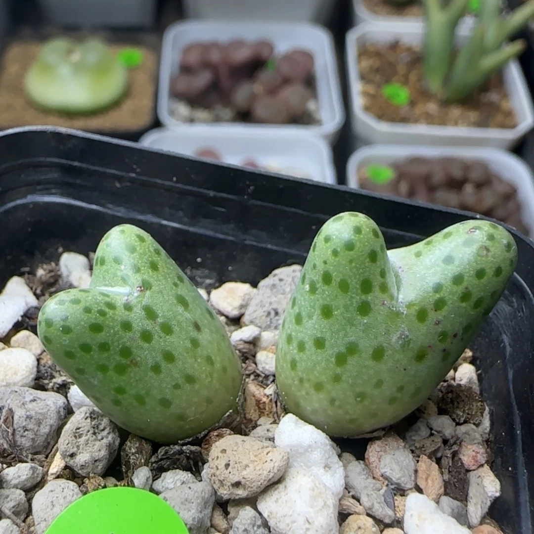 弹弓斑马双头多肉植物17