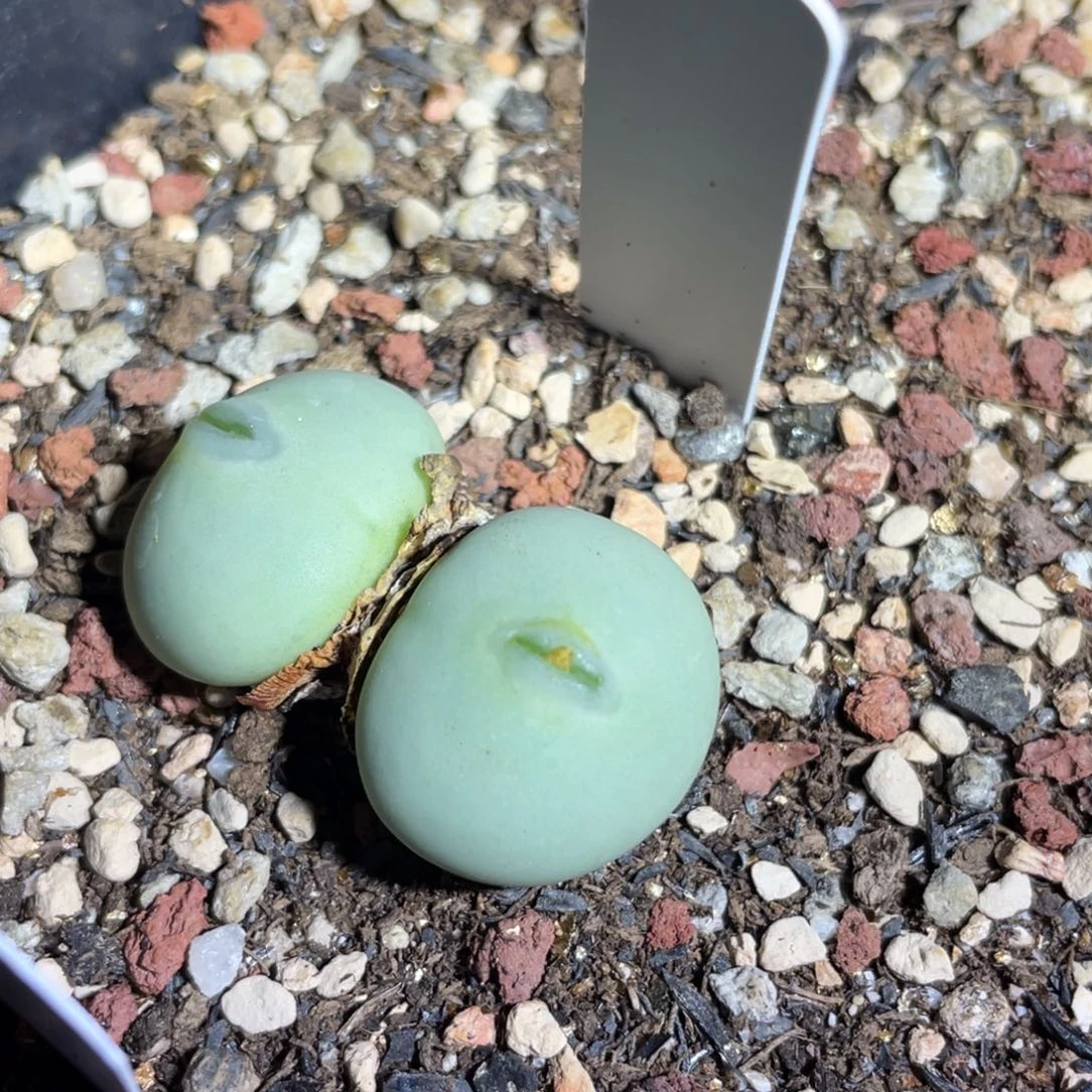 双头白花大g植物一物一拍